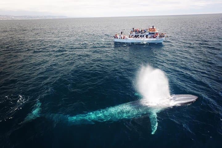 Experience Newport Beach Whale and Dolphin Watching: A Coastal Marine Adventure photo 4