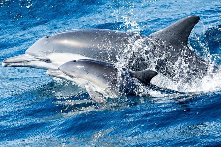 Experience Newport Beach Whale and Dolphin Watching: A Coastal Marine Adventure photo 5