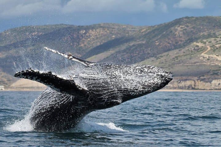 Experience Newport Beach Whale and Dolphin Watching: A Coastal Marine Adventure photo 6