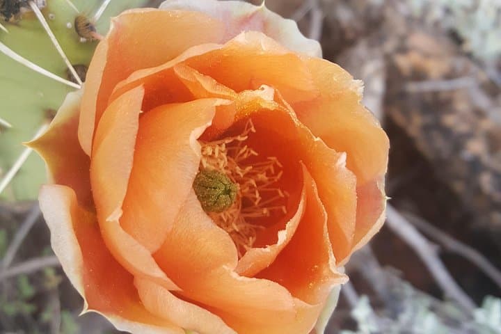Sedona Sunset Vortex Tour: Guided Sunset Hike to Sedona's Vortex Sites photo 4