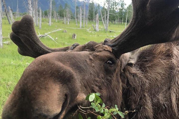 Bears, Trains & Icebergs Tour — Glacier Discovery Train, Spencer Iceberg Float & Alaska Wildlife photo 3