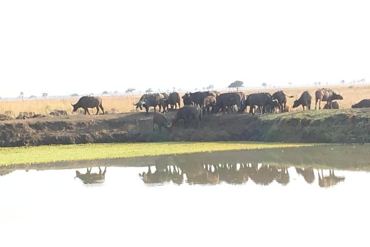 Day Safari from Zanzibar to Mikumi National Park – Big Five & Birding photo 1
