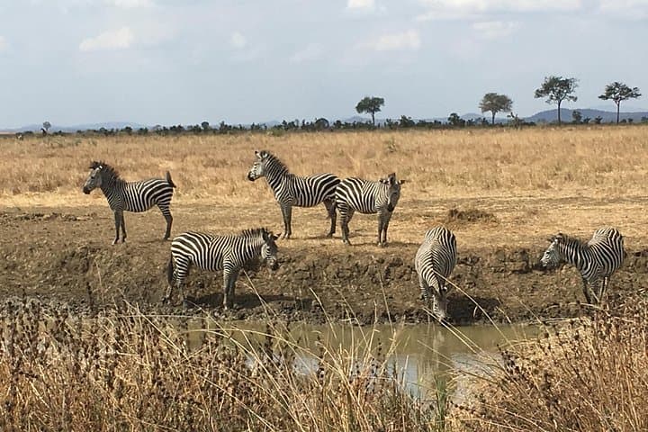 Day Safari from Zanzibar to Mikumi National Park – Big Five & Birding photo 2