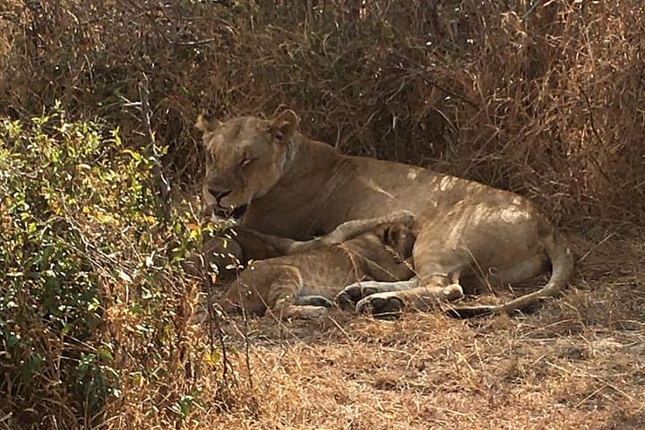 Day Safari from Zanzibar to Mikumi National Park – Big Five & Birding photo 3