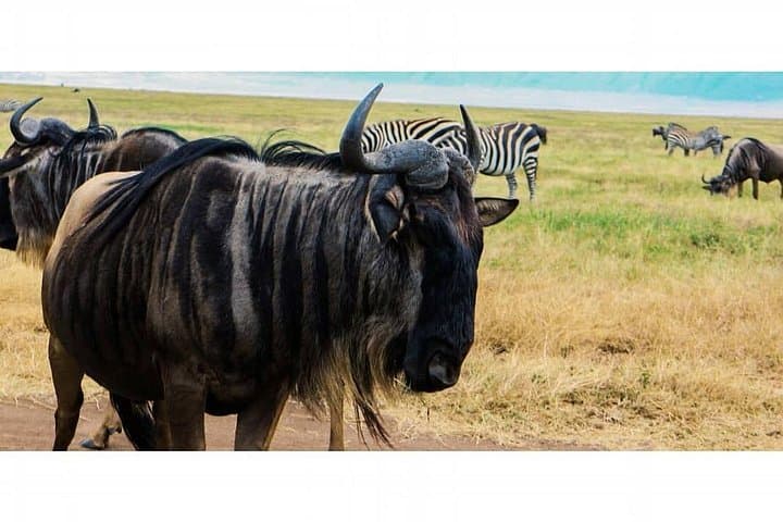Day Trip to Tarangire National Park: Full-Day Safari from Arusha photo 3