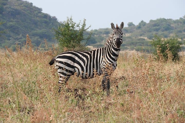 Bridge of God: 5-Day Nechisar National Park Wilderness Trek