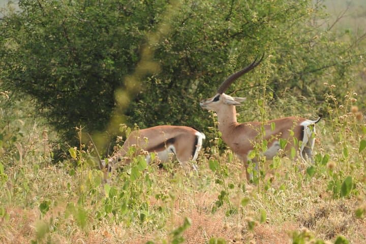 Bridge of God: 5-Day Nechisar National Park Wilderness Trek photo 2