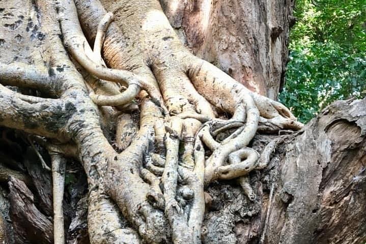 Bridge of God: 5-Day Nechisar National Park Wilderness Trek photo 4