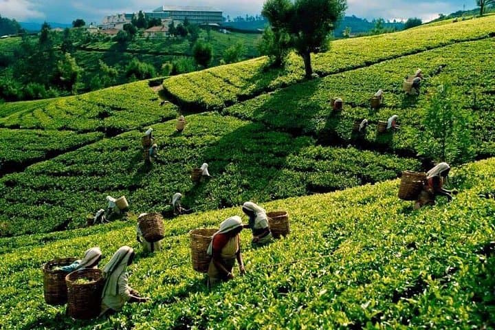Essence of Sri Lanka: 4-Day Cultural Triangle & Hill Country Journey photo 5