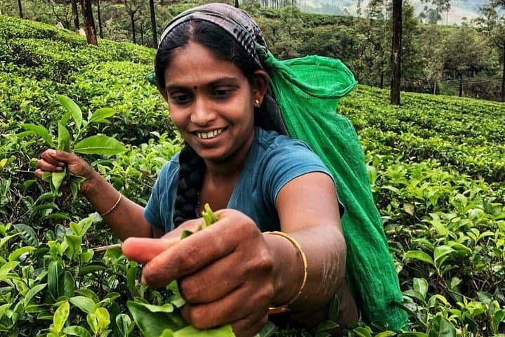 Kandy to Nuwara Eliya Day Tour: Tea Plantations, Ramboda Falls & Gregory Lake photo 4