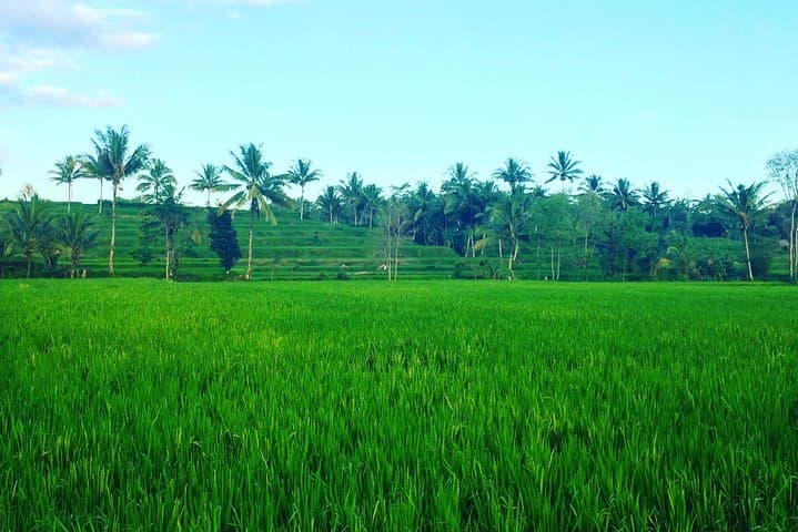 Benang Kelambu & Benang Stokel: Lombok's Twin Waterfall Day Tour photo 4