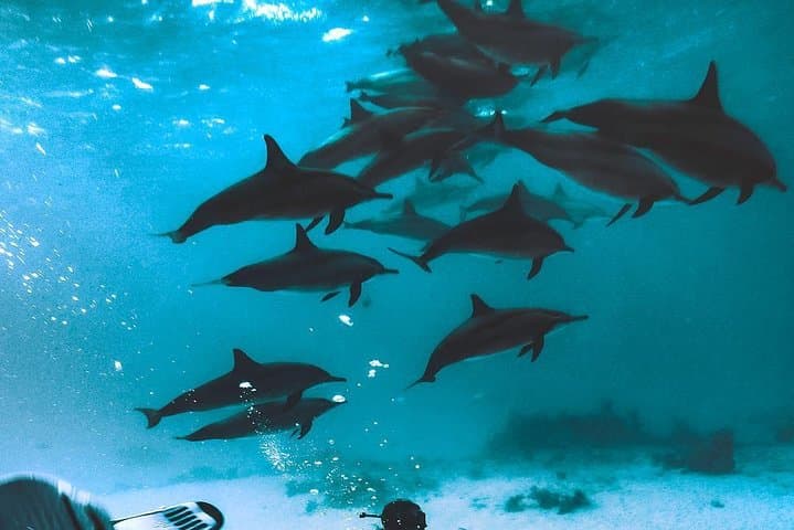 Hurghada Dolphin House & Banana Boat Adventure with Snorkeling and Lunch photo 6