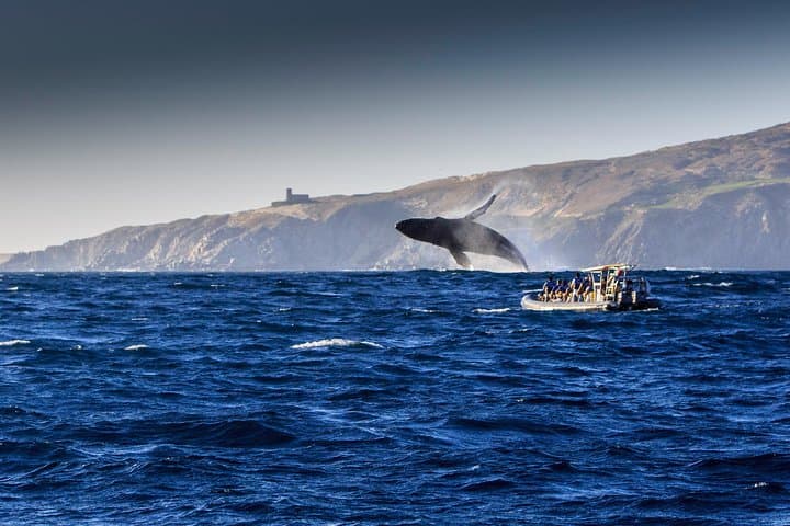 Cabo San Lucas Whale-Watching Dinner Cruise — Humpbacks, The Arch & Open Bar photo 5