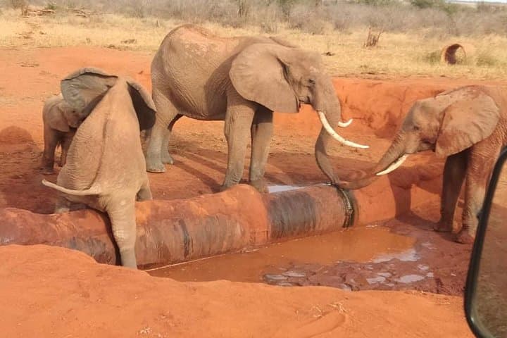 Five-Day Big Five Safari in Kenya — Private Wildlife Adventure
