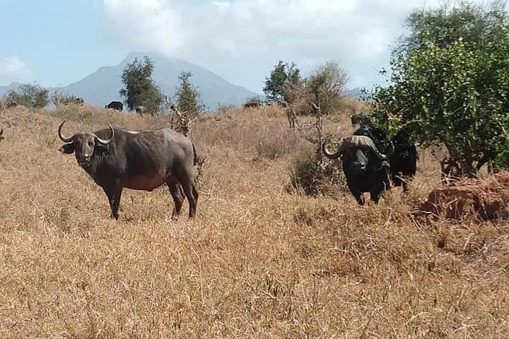 Five-Day Big Five Safari in Kenya — Private Wildlife Adventure photo 4