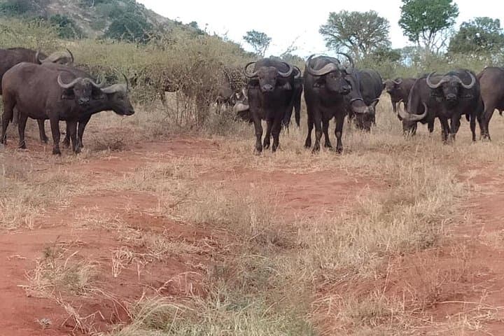 Five-Day Big Five Safari in Kenya — Private Wildlife Adventure photo 6