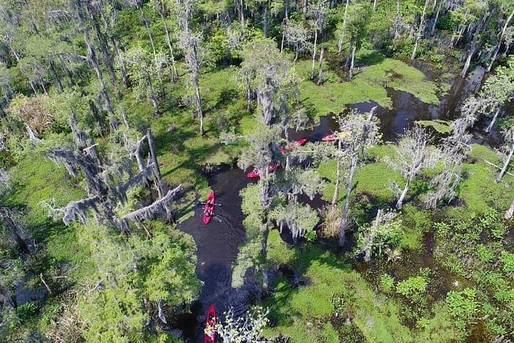 Manchac Swamp Kayak Tour: Small-Group Wildlife Paddle from New Orleans photo 2