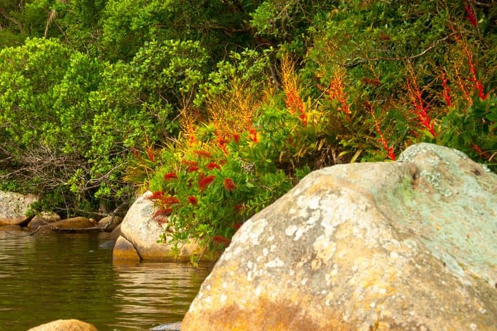 Kayak Water Trail at Rio Vermelho State Park — Lagoa da Conceição Paddle photo 3
