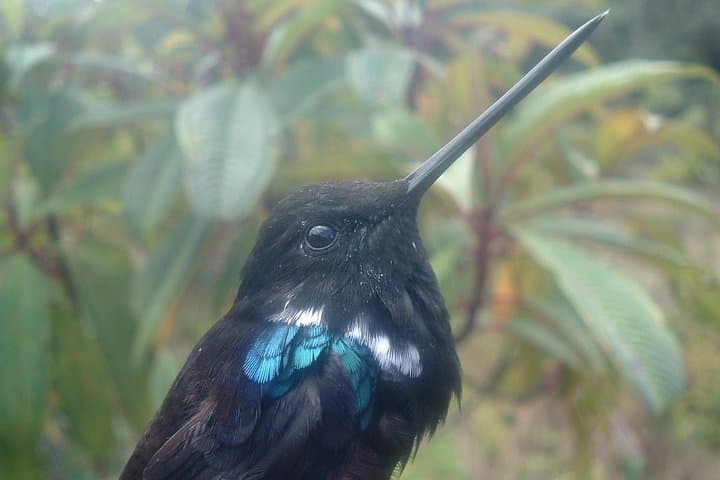 Chicaque Cloud Forest Birding Day Tour from Bogotá photo 2