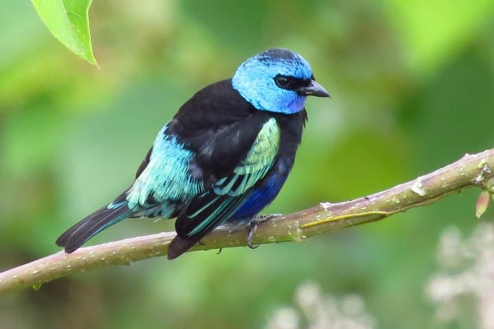 Chicaque Cloud Forest Birding Day Tour from Bogotá photo 6