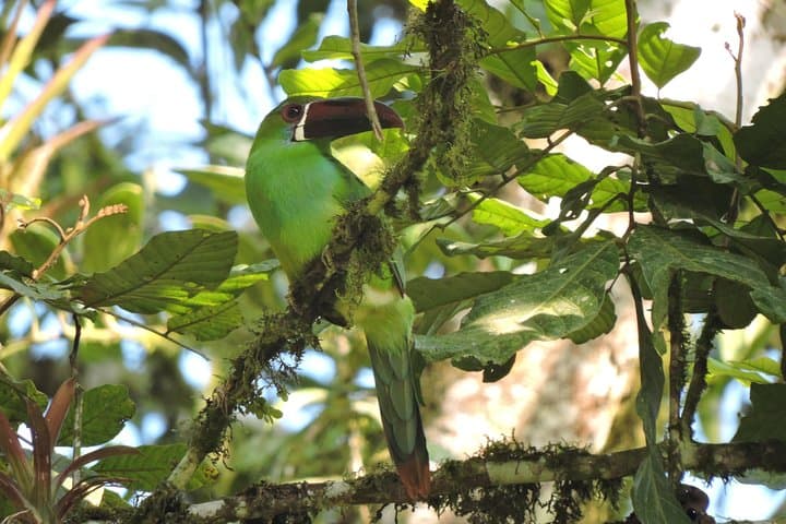 Chicaque Cloud Forest Birding Day Tour from Bogotá