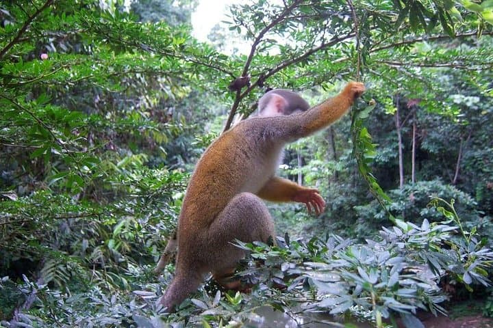 Full-Day Hola Vida Amazon Tour from Baños: Canoes, Waterfalls & Indigenous Culture photo 2