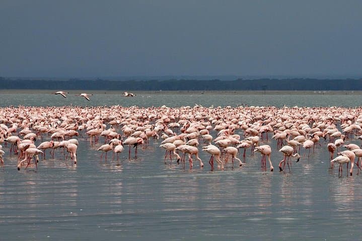 Lake Nakuru Day Safari: Flamingos, Rhinos & Rift Valley Views from Nairobi