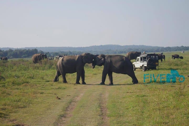 Private Jeep Safari at Minneriya National Park: See Sri Lanka's Giant Elephant Herds photo 6