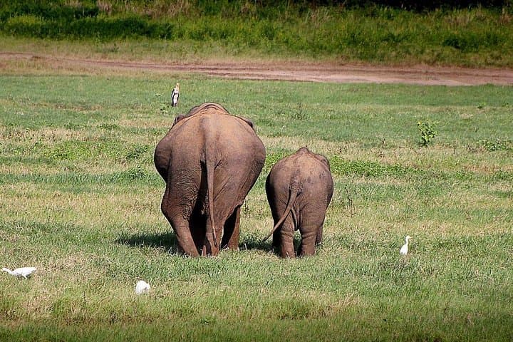 Udawalawe Private Elephant Safari with Picnic and Hotel Pickup photo 3