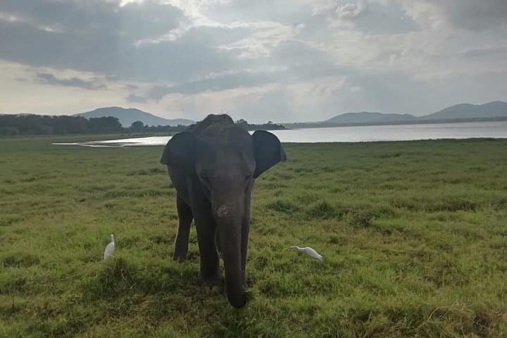 Udawalawe Private Elephant Safari with Picnic and Hotel Pickup photo 2