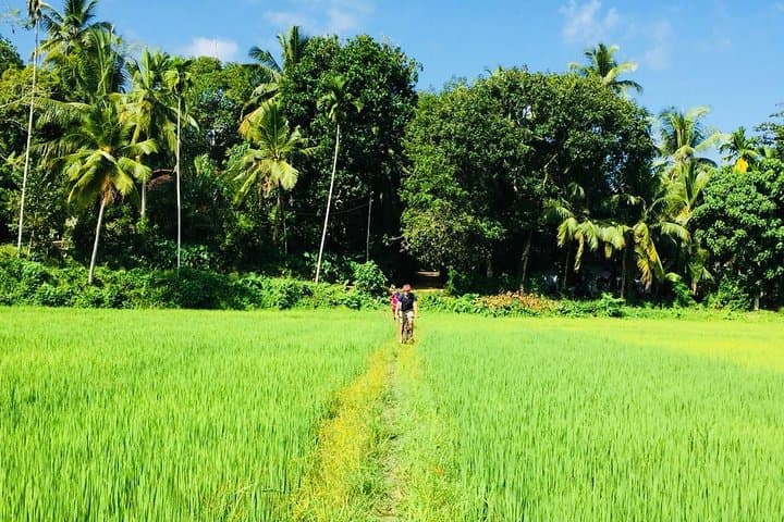 4-Day Explore Sri Lanka: Sigiriya, Kandy & Jeep Safari Loop photo 4