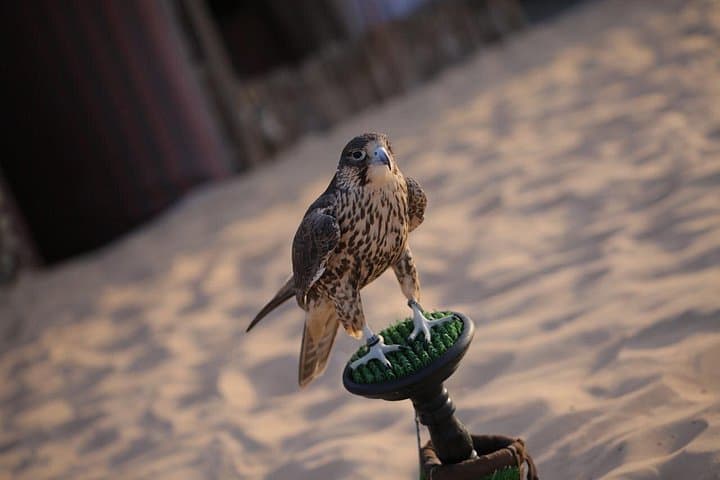 Abu Dhabi Desert Safari: Dune Bashing, Camel Ride & BBQ Under the Stars photo 2