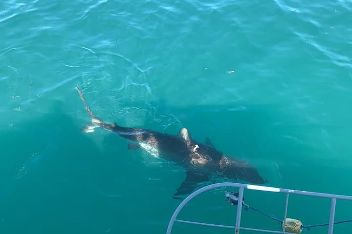 Shark Cage Diving in Gansbaai: Close Encounters with Great Whites