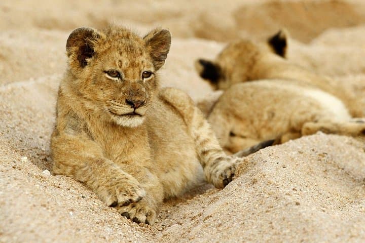Afternoon Village Tour and Kruger Safari: Watering Holes, Wildlife & Local Culture
