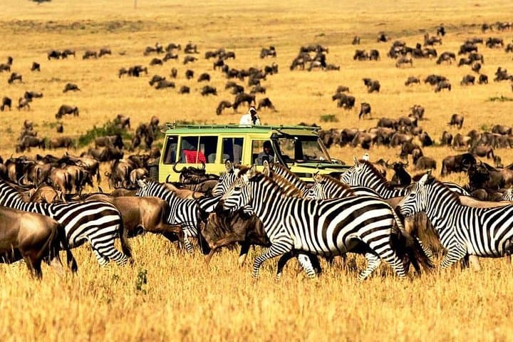 Serengeti 3-Day Lodge Safari: Big Five, Migration & Game Drives photo 3