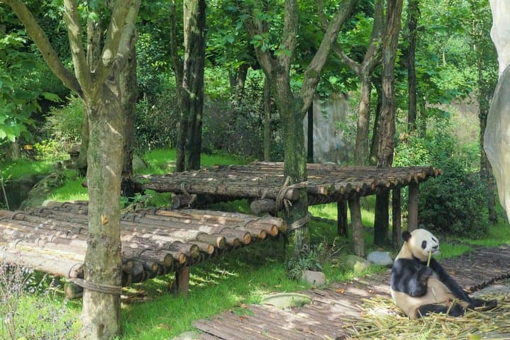 Dujiangyan Panda Valley: 2-Hour Close Encounter with Giant & Red Pandas photo 2