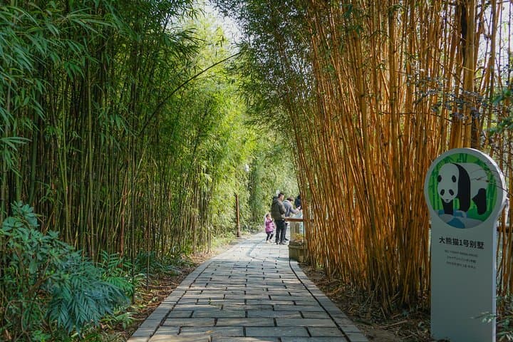 Dujiangyan Panda Valley: 2-Hour Close Encounter with Giant & Red Pandas photo 3