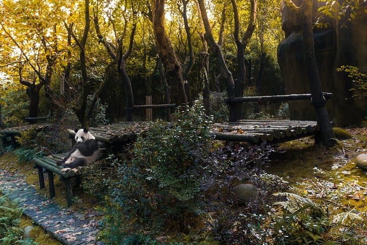 Dujiangyan Panda Valley: 2-Hour Close Encounter with Giant & Red Pandas photo 6