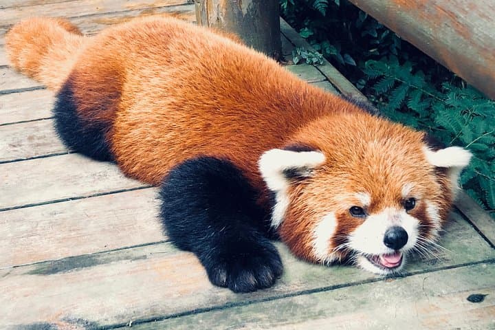 Dujiangyan Panda Valley: 2-Hour Close Encounter with Giant & Red Pandas photo 4