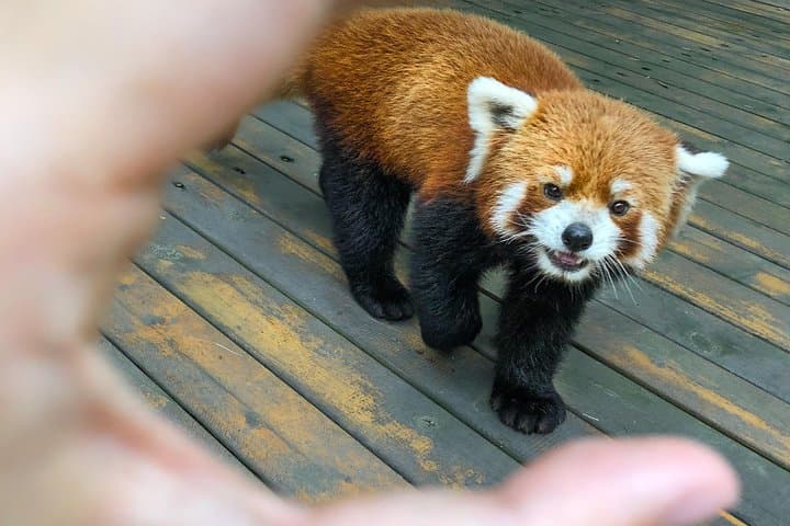 Dujiangyan Panda Valley: 2-Hour Close Encounter with Giant & Red Pandas photo 5