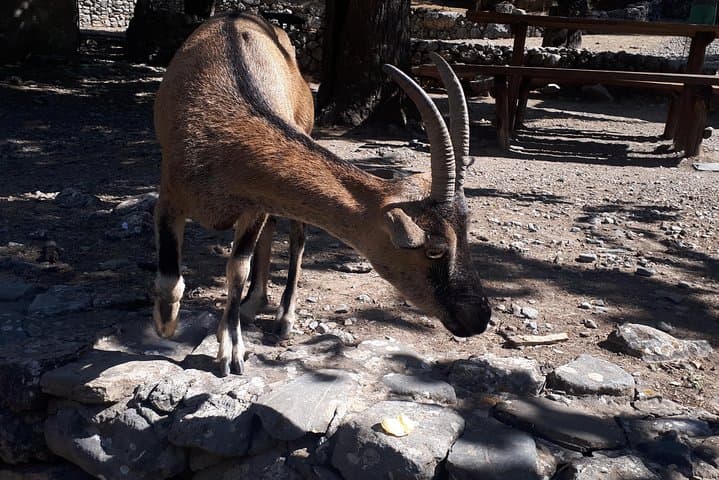 Samaria Gorge Guided Hike from Omalos to Agia Roumeli photo 5