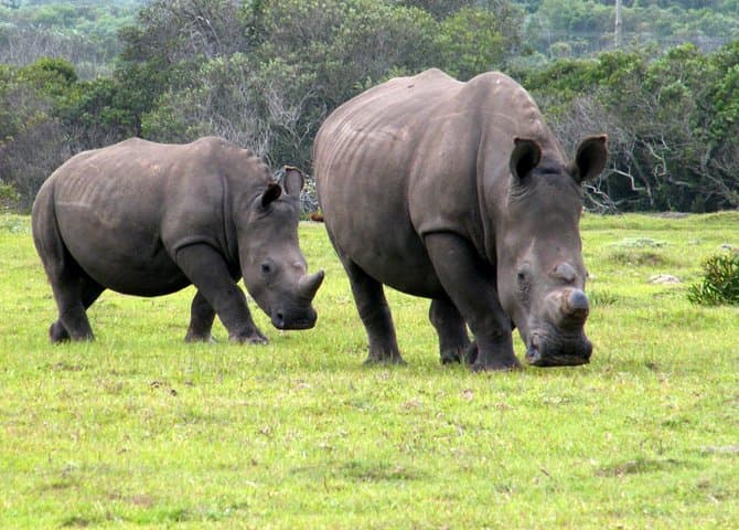 Kragga Kamma Game Park Safari from Port Elizabeth: Short Guided Game Drive