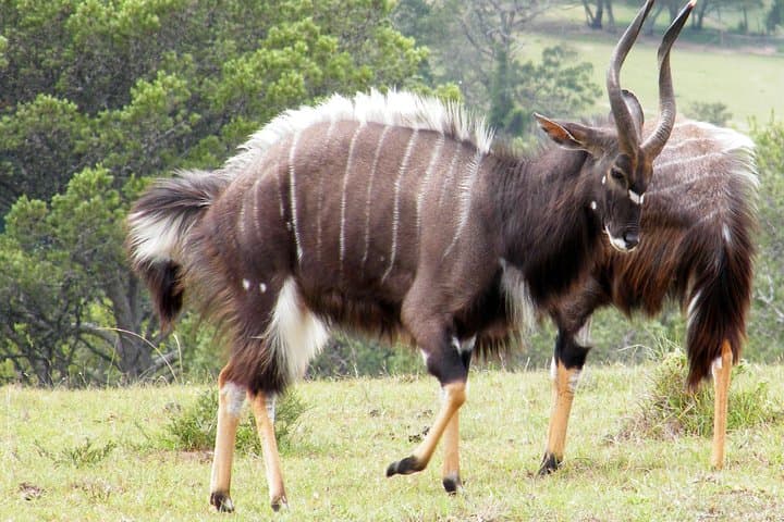 Kragga Kamma Game Park Safari from Port Elizabeth: Short Guided Game Drive photo 2