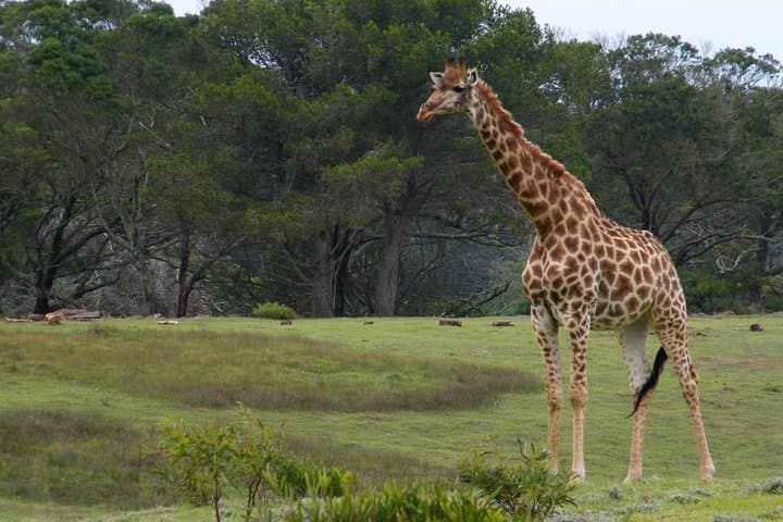 Kragga Kamma Game Park Safari from Port Elizabeth: Short Guided Game Drive photo 3