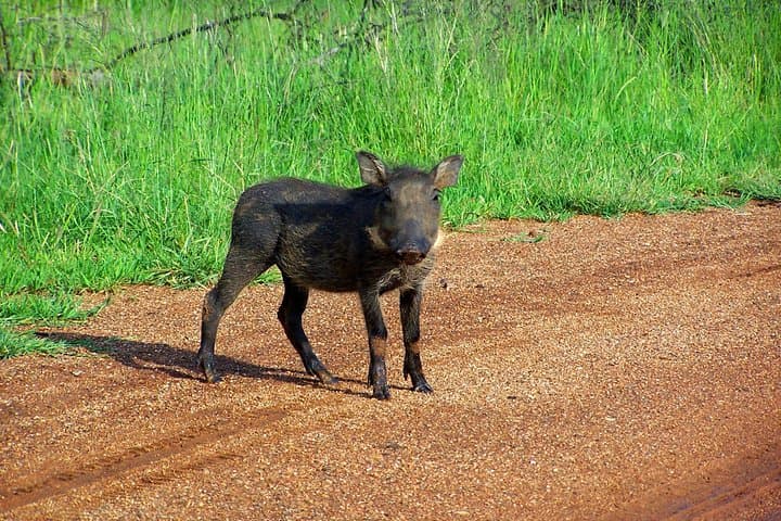 Kragga Kamma Game Park Safari from Port Elizabeth: Short Guided Game Drive photo 4