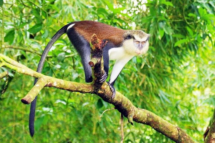 Boabeng-Fiema Monkey Sanctuary: 4-Day Cultural and Village Stay in Ghana