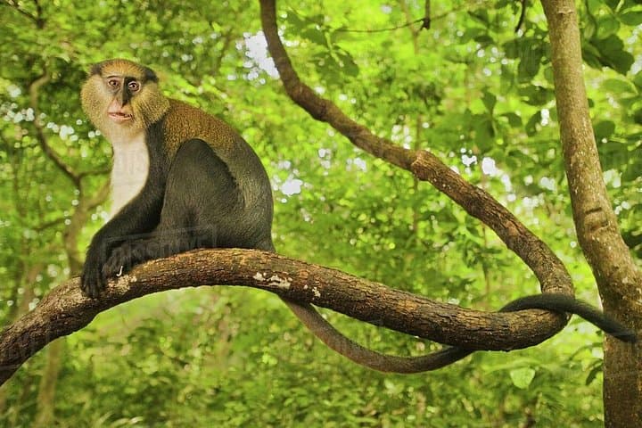 Boabeng-Fiema Monkey Sanctuary: 4-Day Cultural and Village Stay in Ghana photo 2