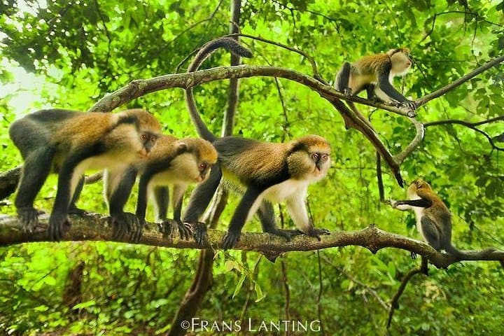 Boabeng-Fiema Monkey Sanctuary: 4-Day Cultural and Village Stay in Ghana photo 3