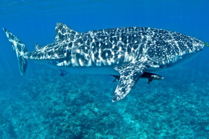 Swim with Whale Sharks at Ningaloo Reef — 3 Islands Whale Shark Dive from Exmouth photo 2