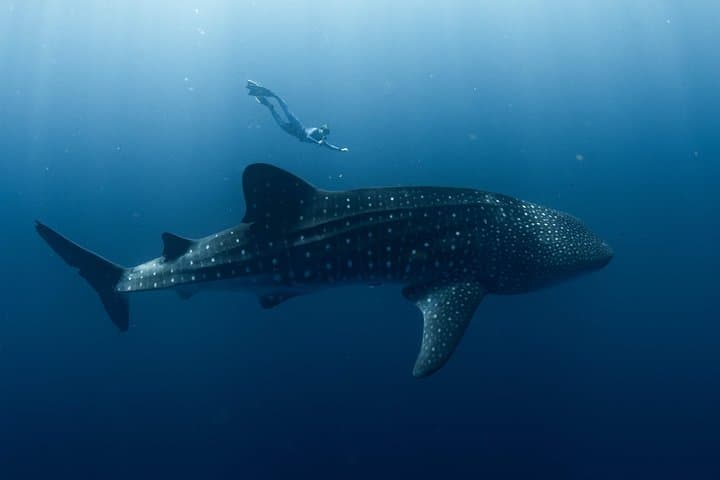 Swim with Whale Sharks at Ningaloo Reef — 3 Islands Whale Shark Dive from Exmouth photo 3